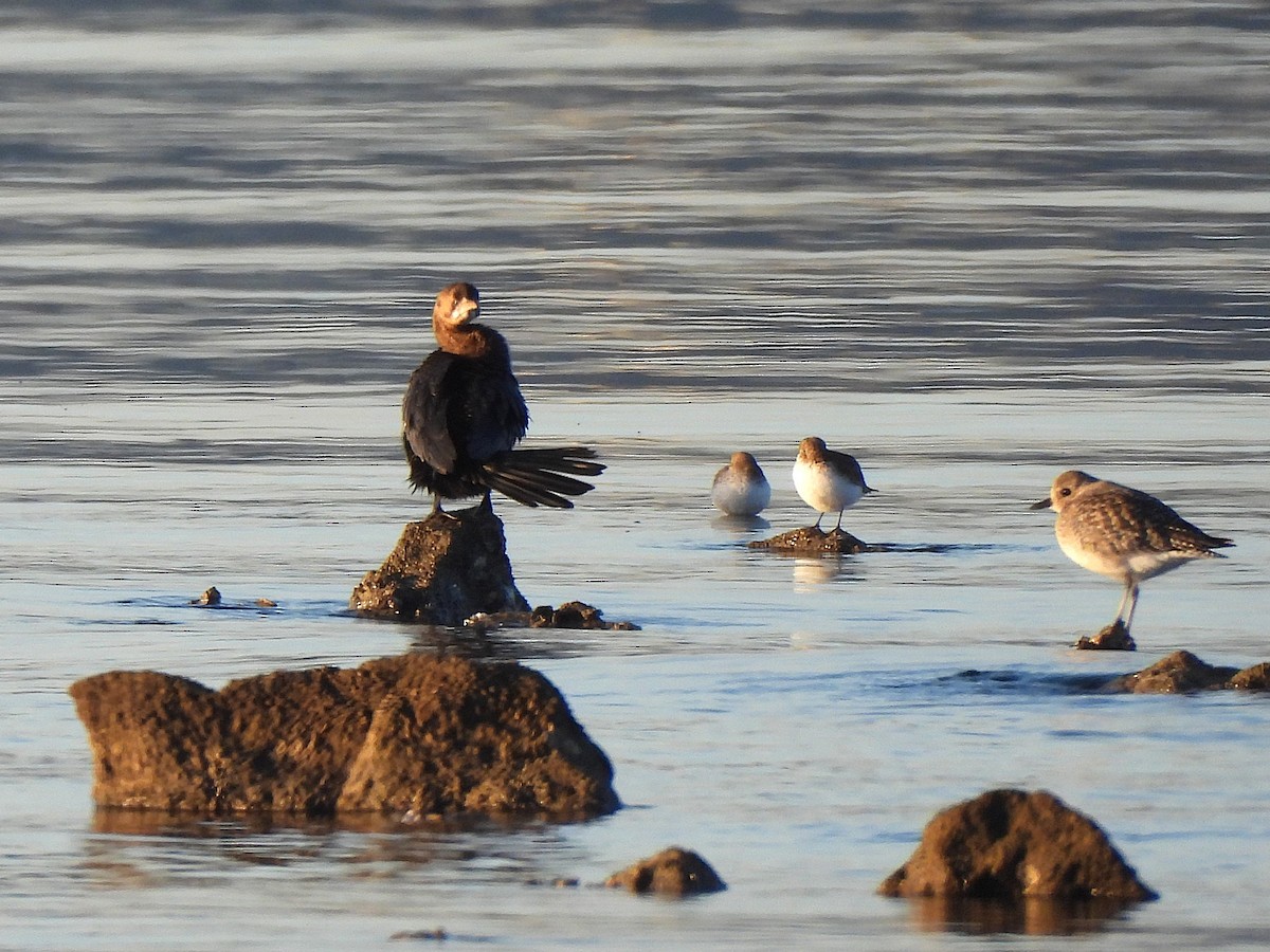 Pygmy Cormorant - ML646656220