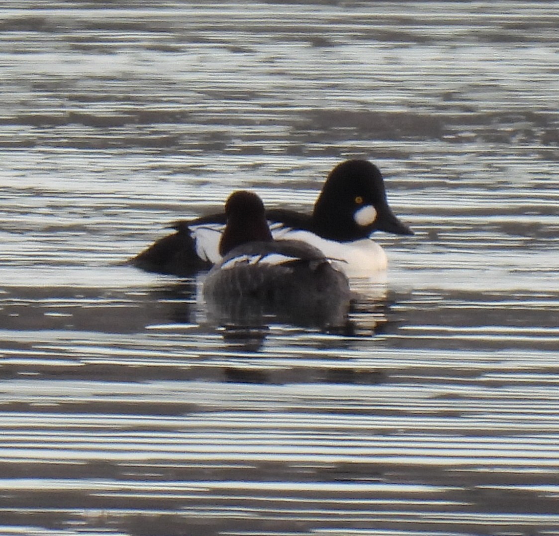 Quattrocchi - ML646656224