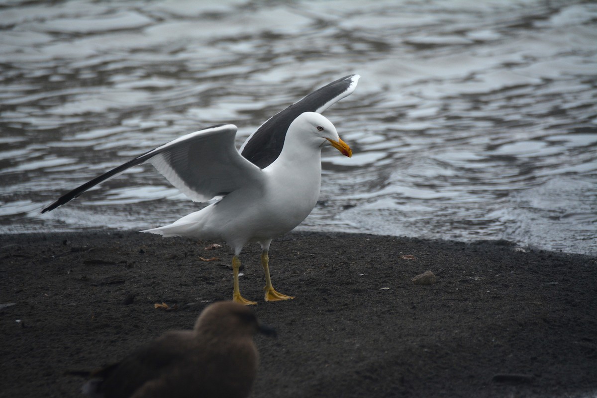 Kelp Gull - ML646656225