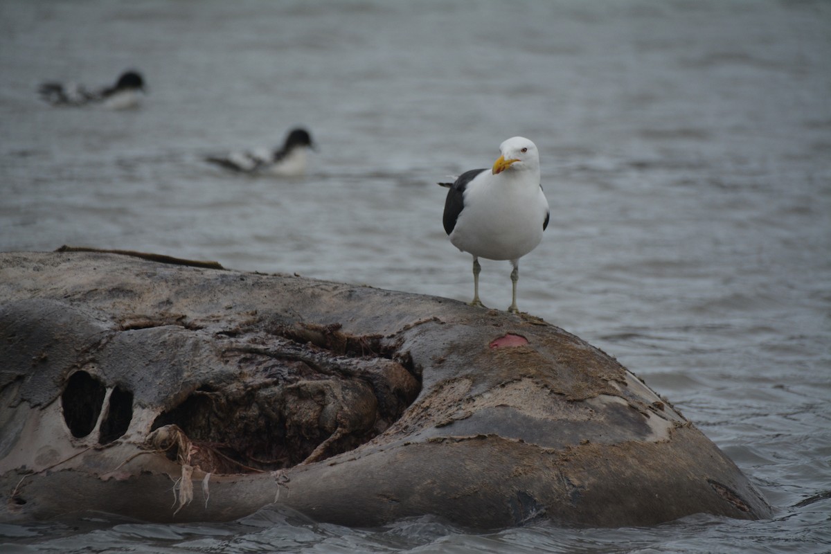Kelp Gull - ML646656227