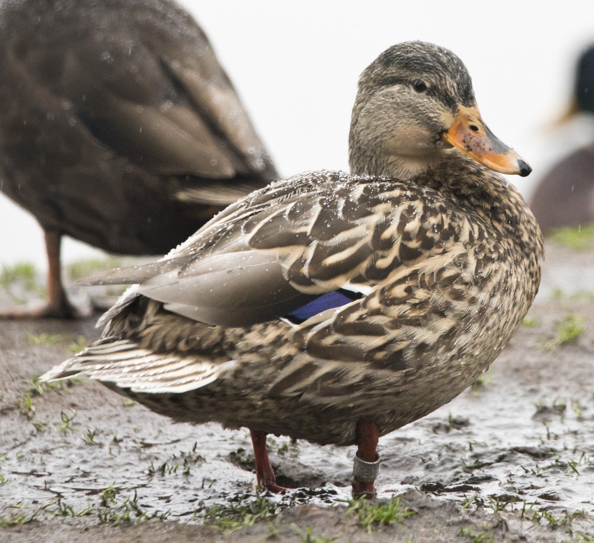 Mallard - ML646656229