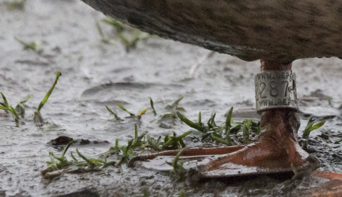 Mallard - ML646656240