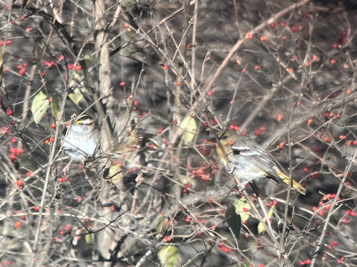 Baltimore Oriole - ML646656243