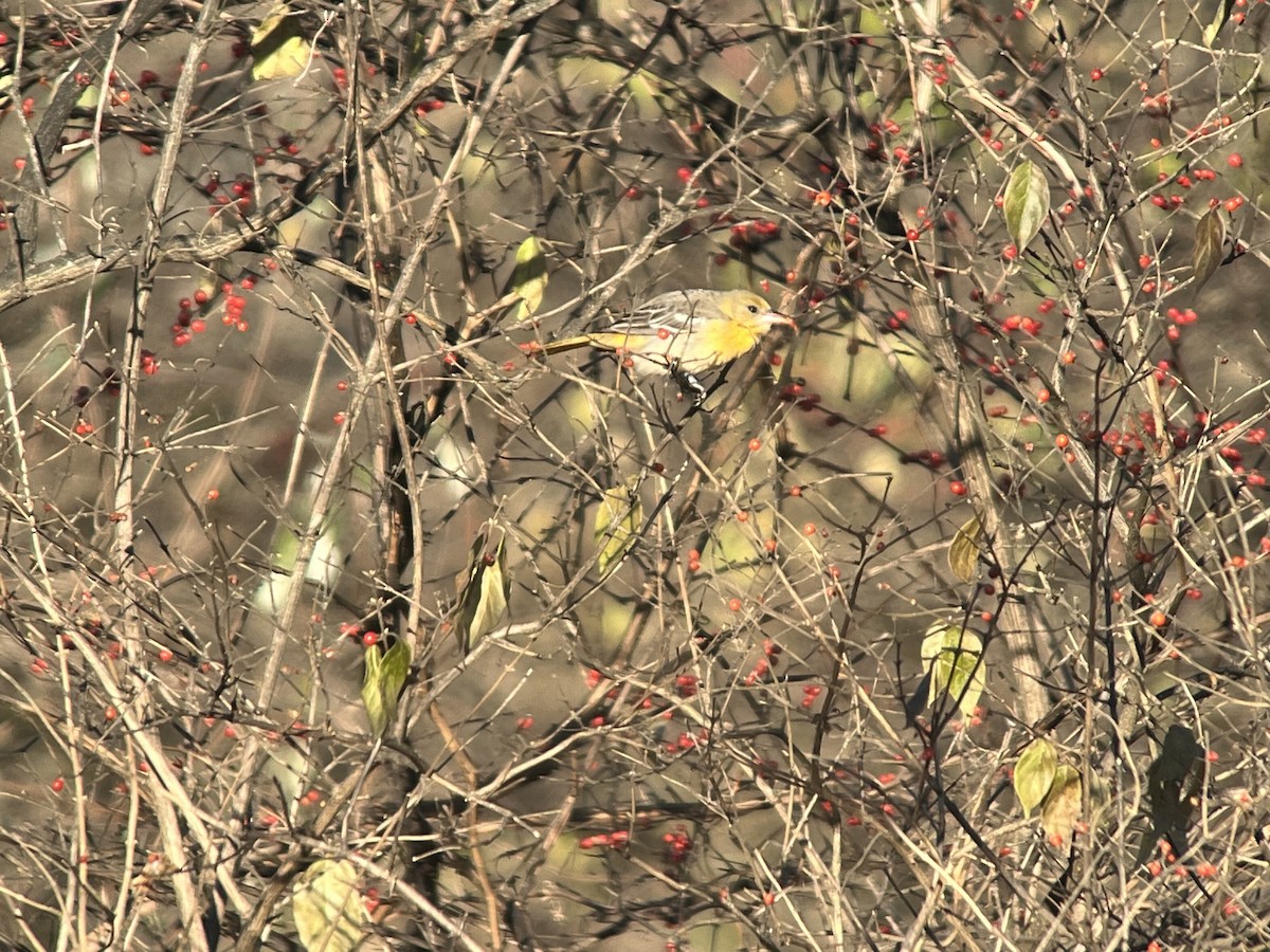 Baltimore Oriole - ML646656244