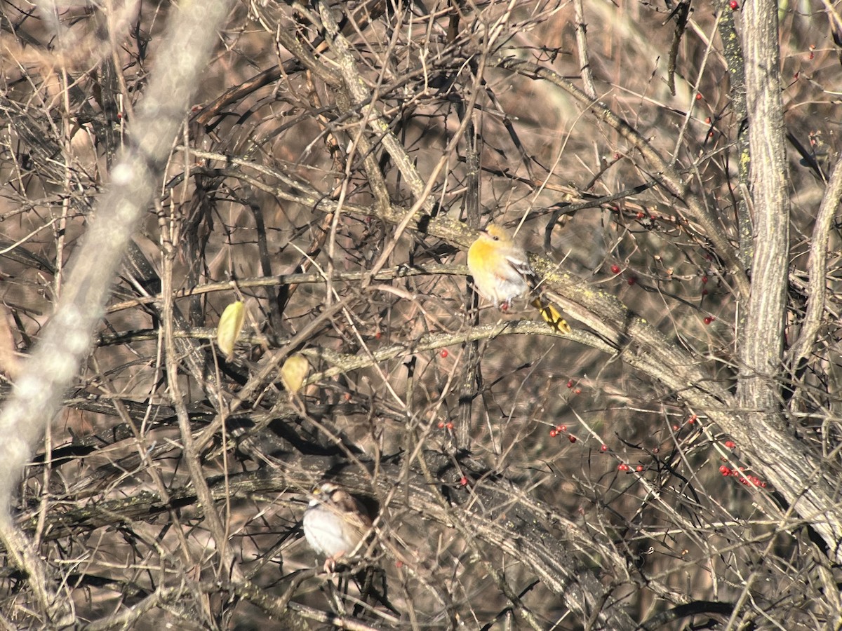 Baltimore Oriole - ML646656245