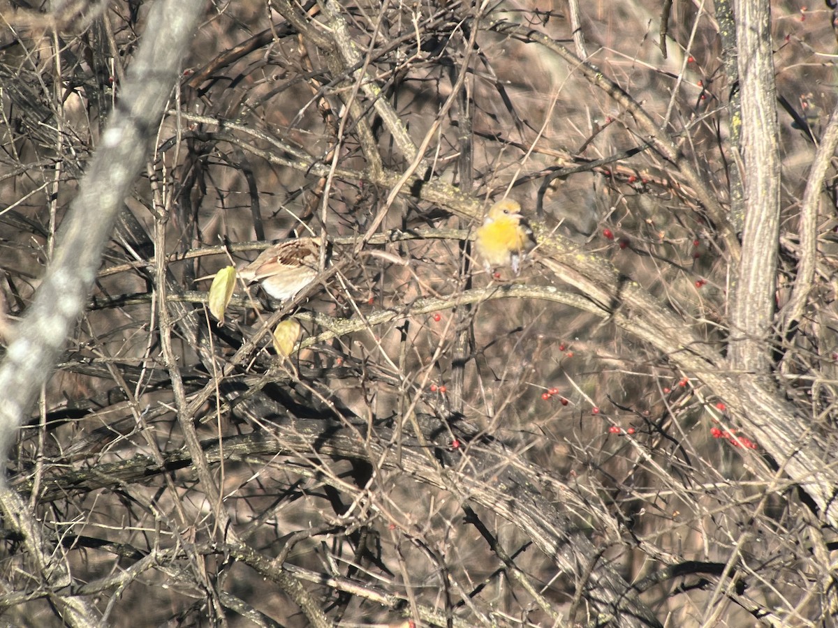 Baltimore Oriole - ML646656246