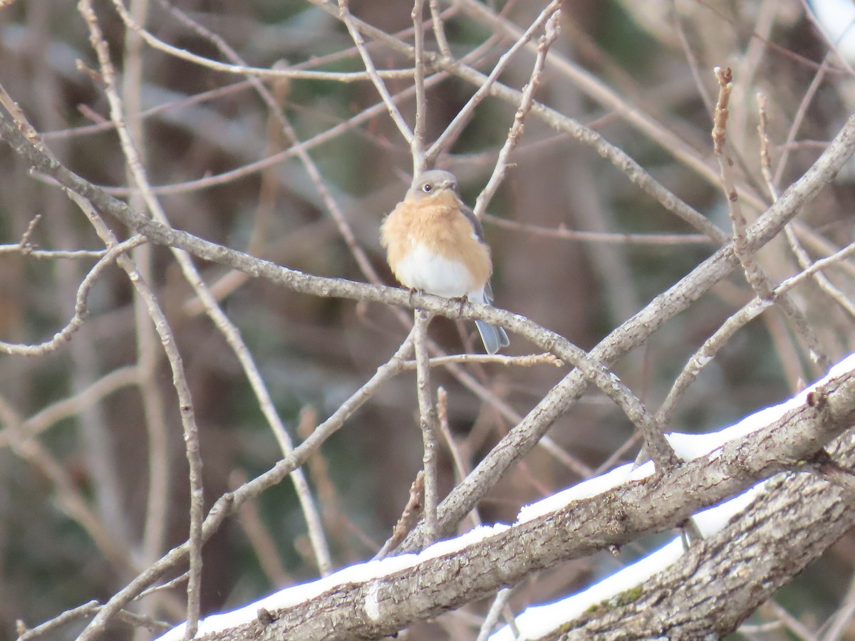 Eastern Bluebird - ML646656247