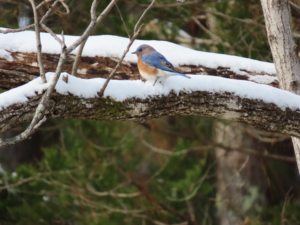 Eastern Bluebird - ML646656248