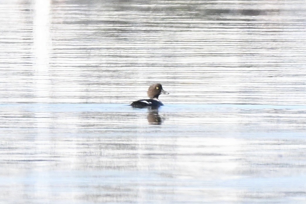 Гоголь зеленоголовий - ML646656249