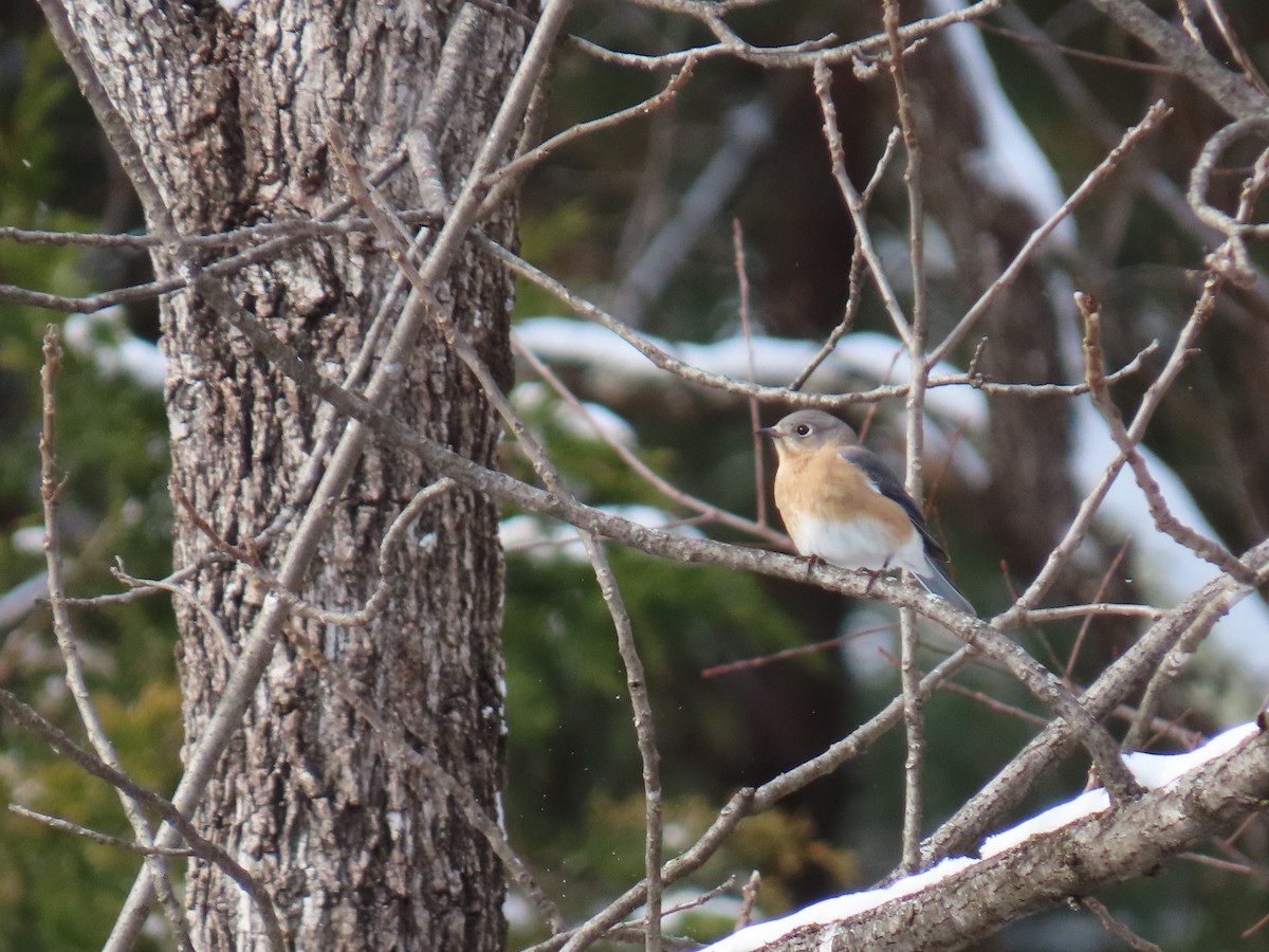Eastern Bluebird - ML646656257