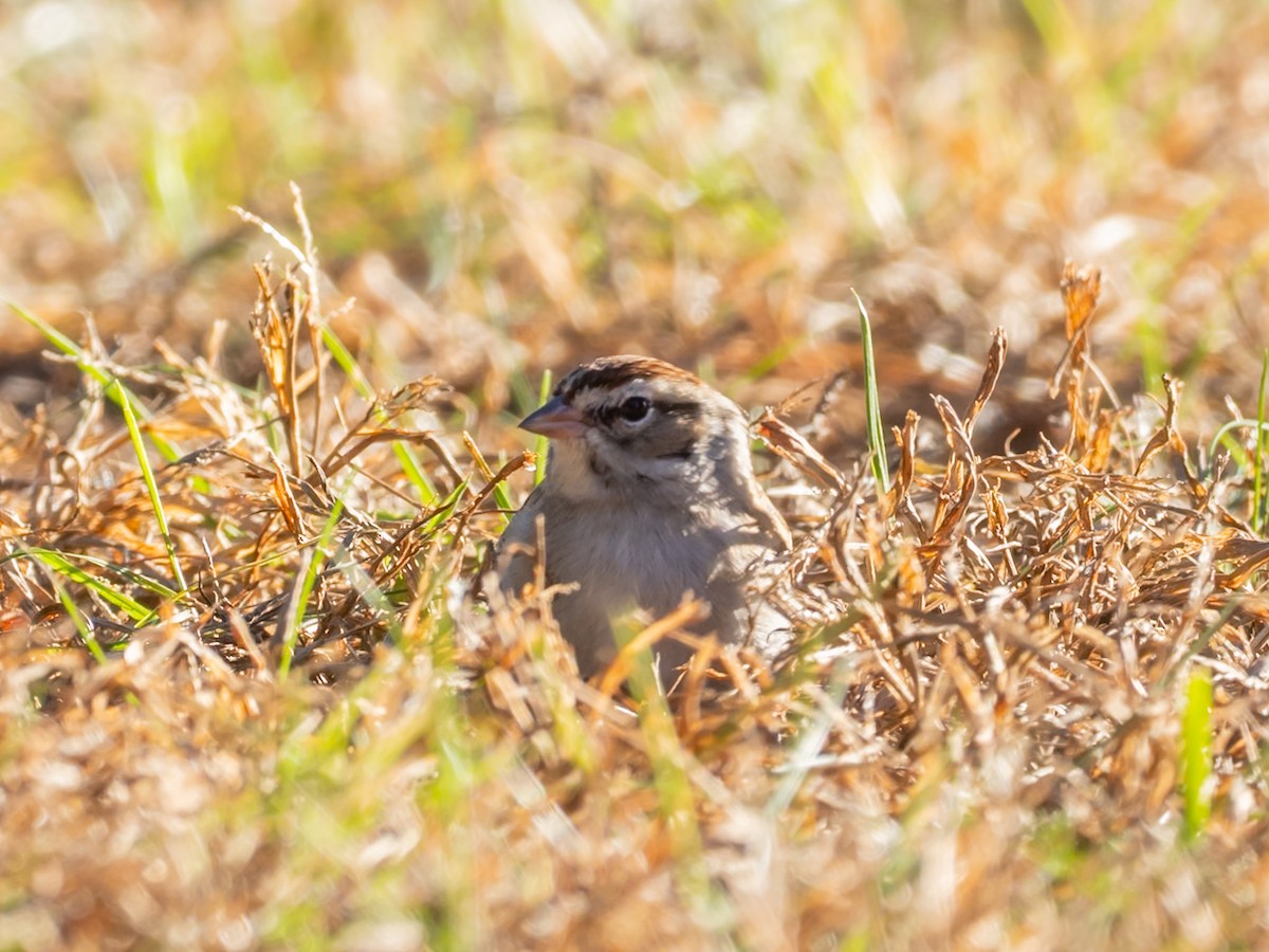 Bruant familier - ML646656258