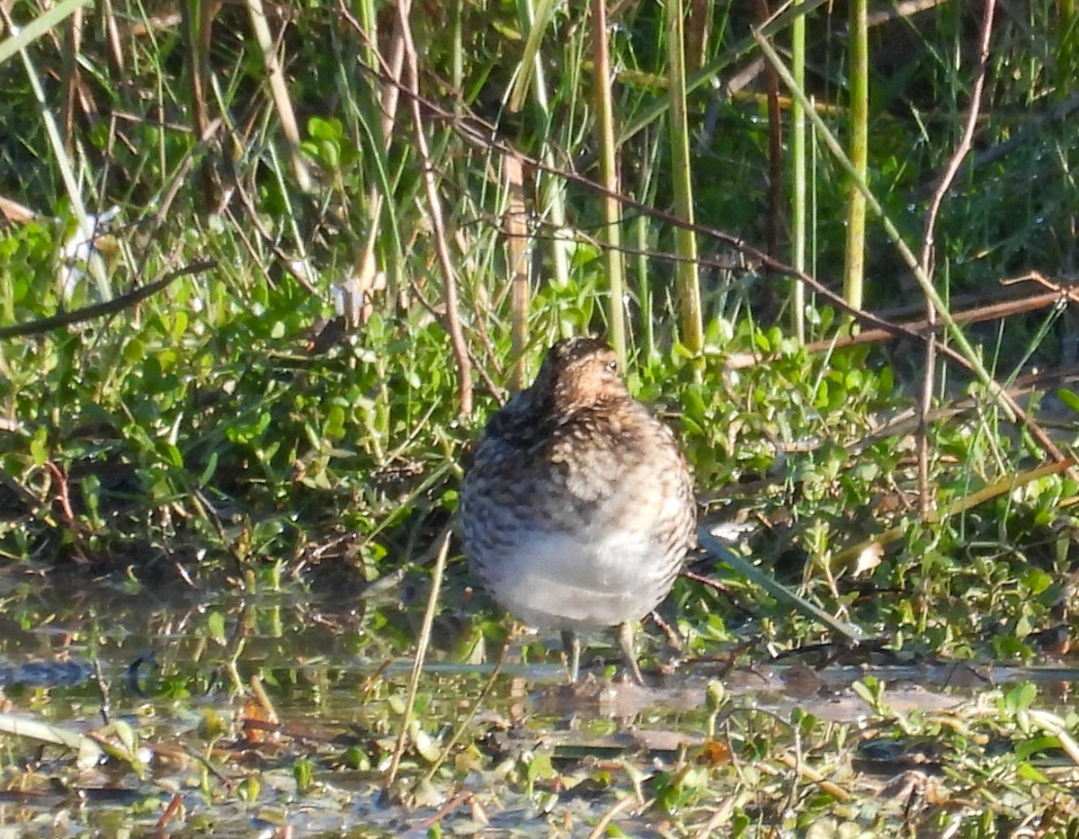 Wilson's Snipe - ML646656261