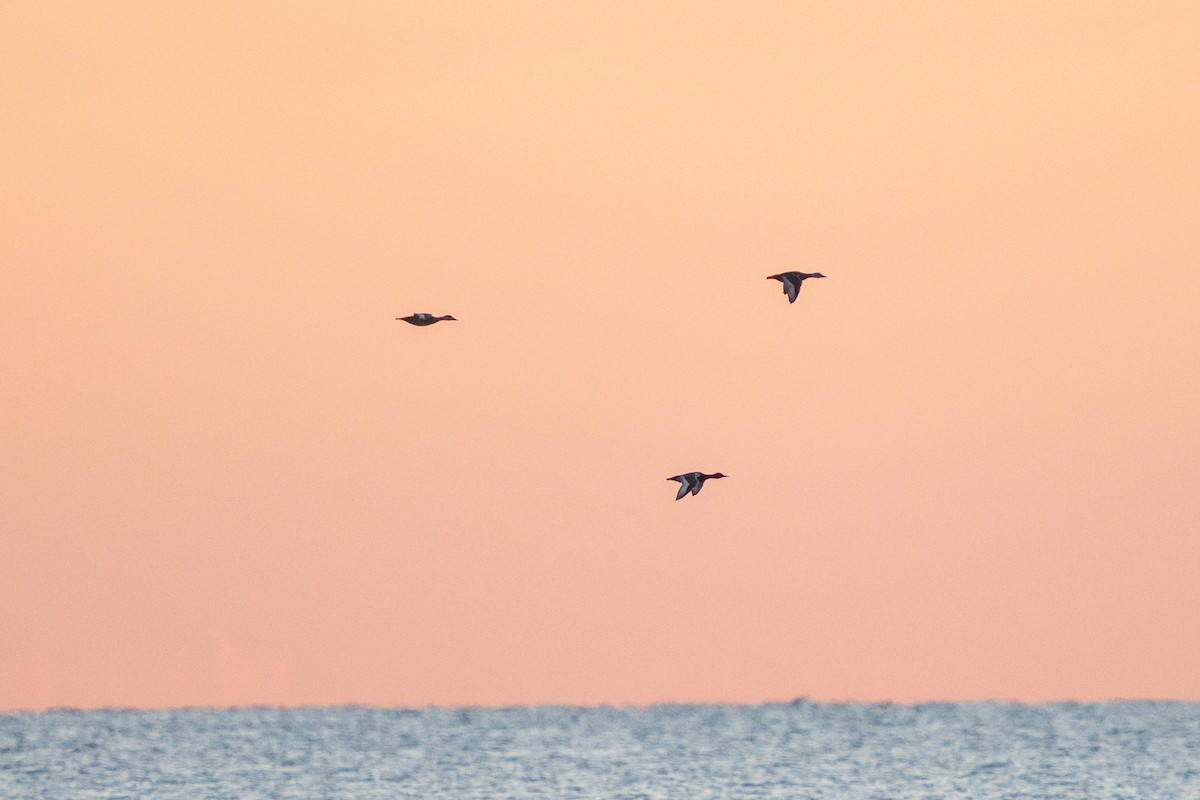 נטה אדומת-ראש - ML646656262