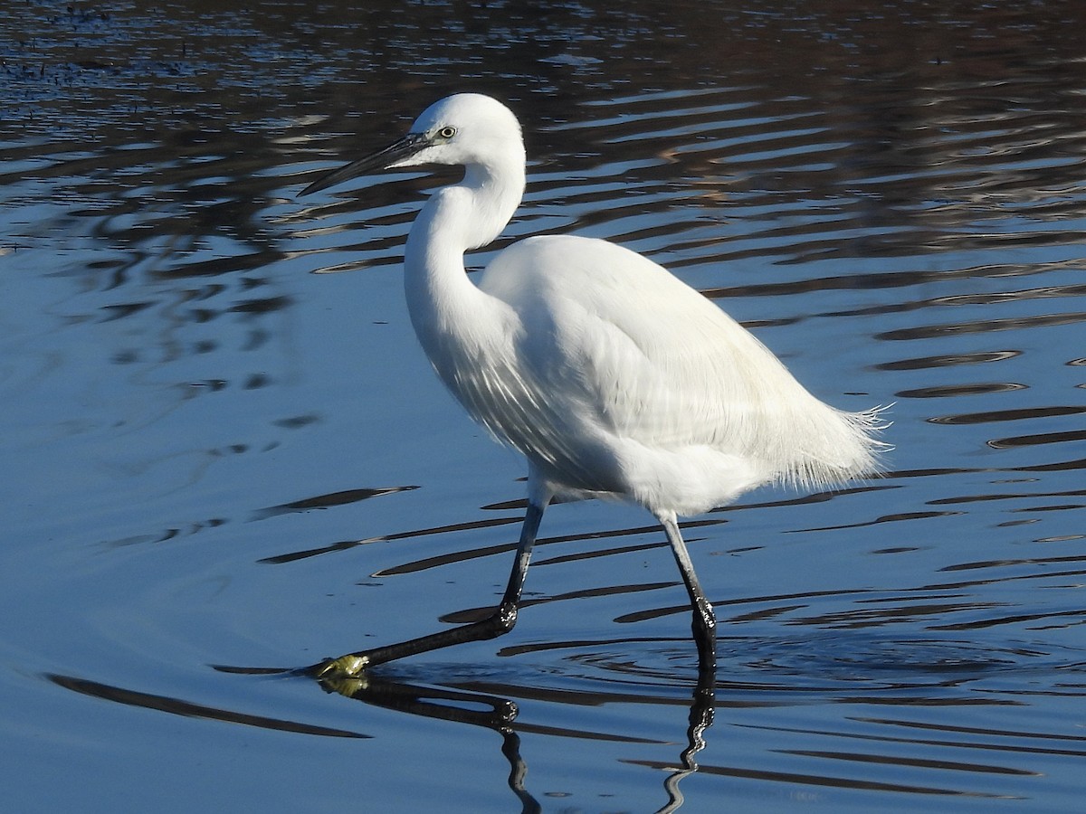 Little Egret - ML646656265