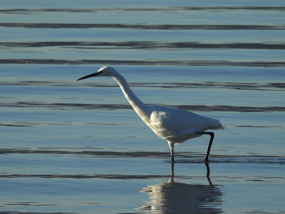 Little Egret - ML646656266