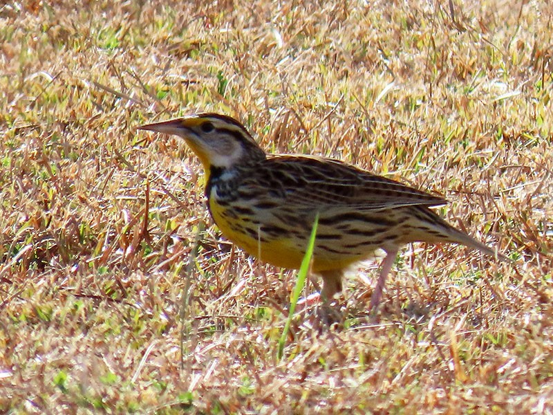 Sturnelle des prés - ML646656267