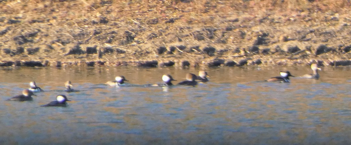 Hooded Merganser - ML646656268