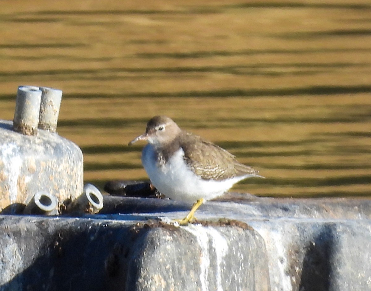 Spotted Sandpiper - ML646656269