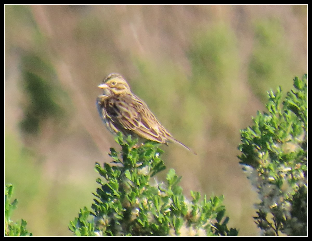 Пасовник савановий - ML646656270