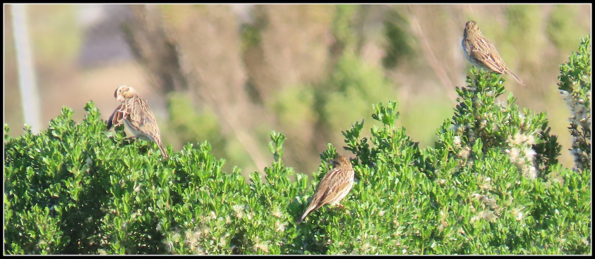 Пасовник савановий - ML646656271