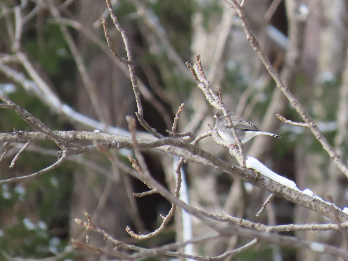 Dark-eyed Junco - ML646656272