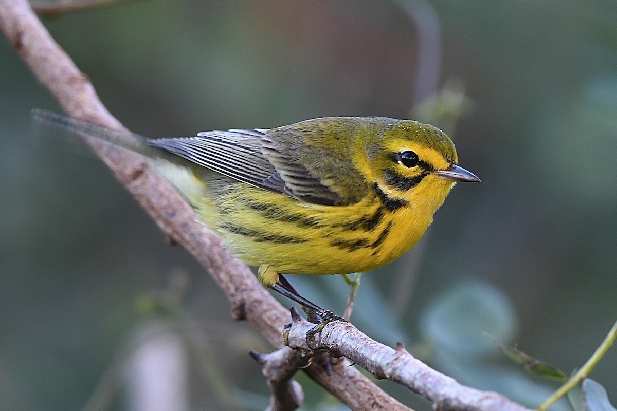 Reinita Galana - ML646656275