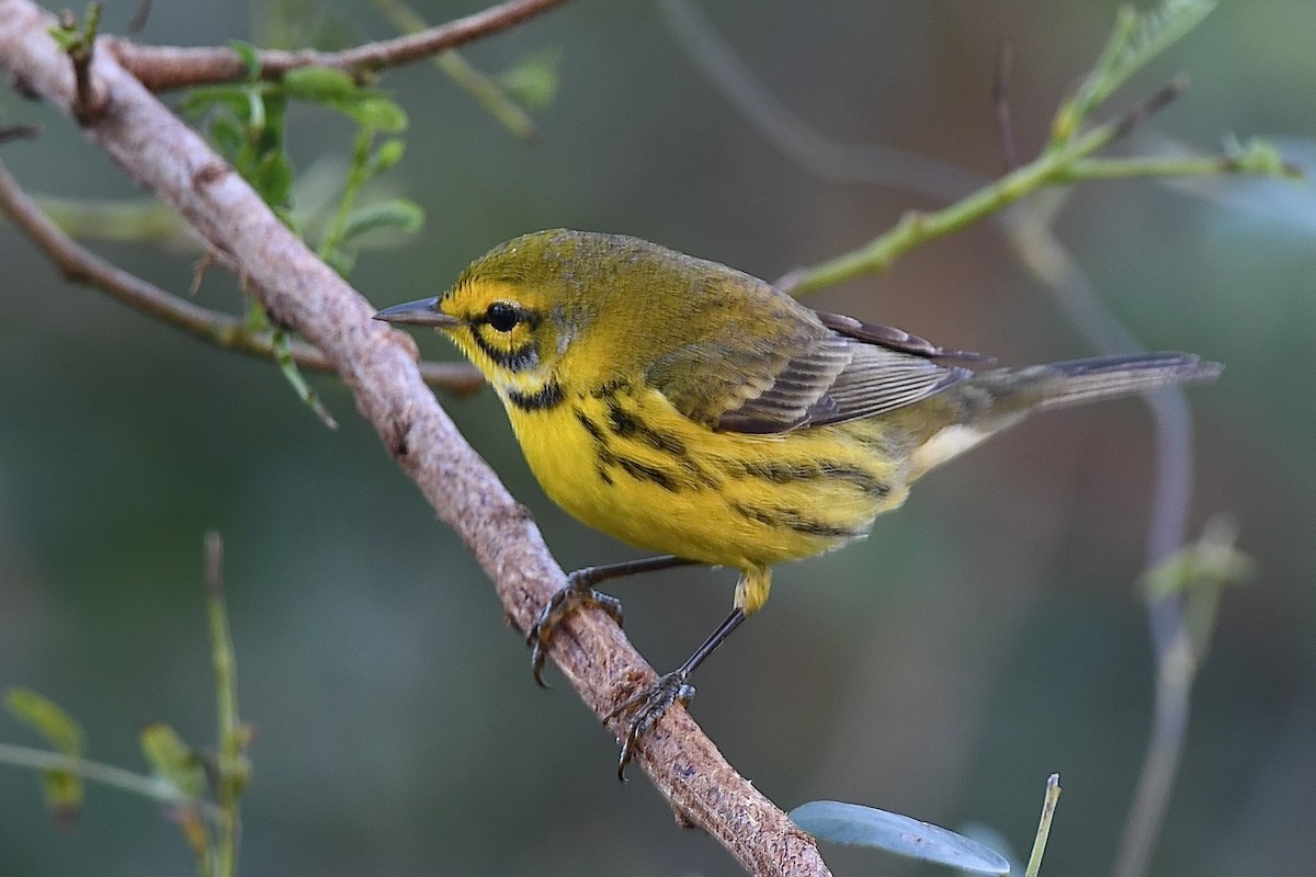 Reinita Galana - ML646656276