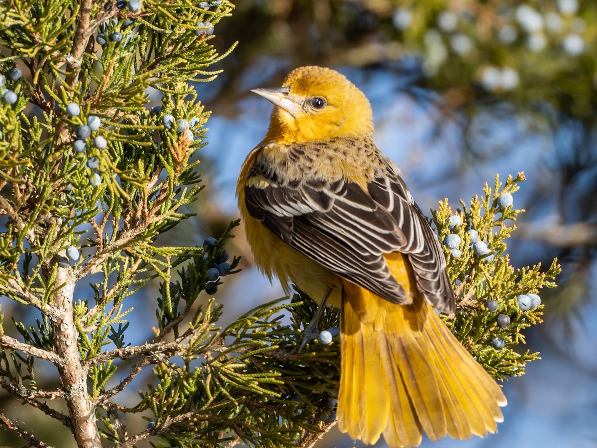 Oriole de Baltimore - ML646656277