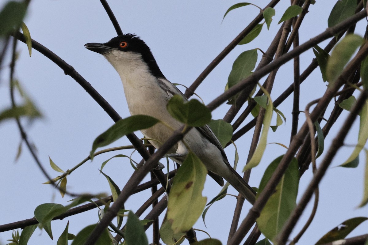 Cubla de Gambie - ML646656278