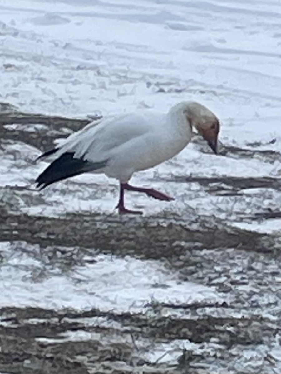 Snow Goose - ML646656282