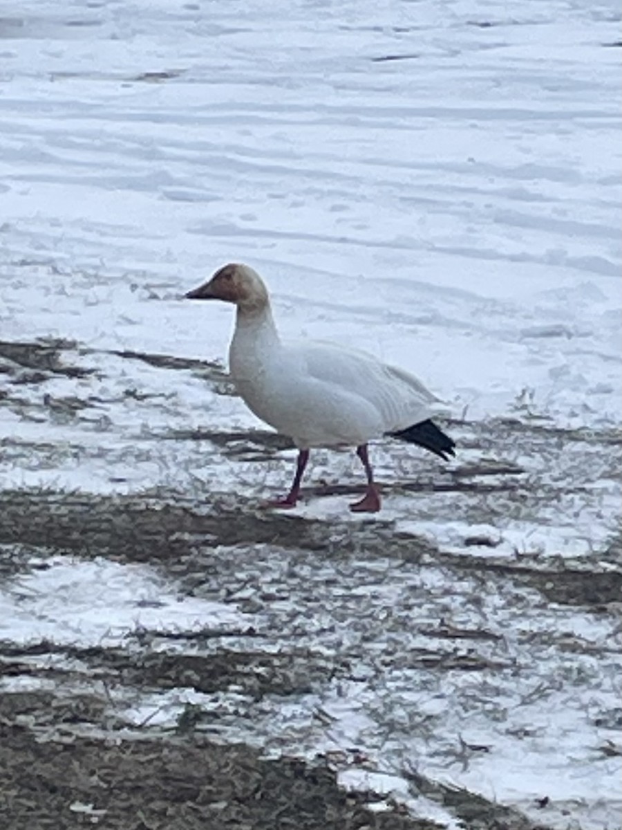 Snow Goose - ML646656283