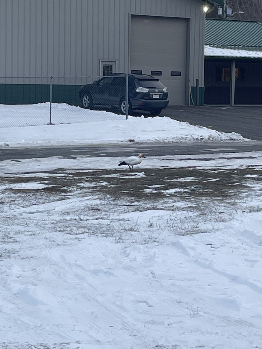 Snow Goose - ML646656284