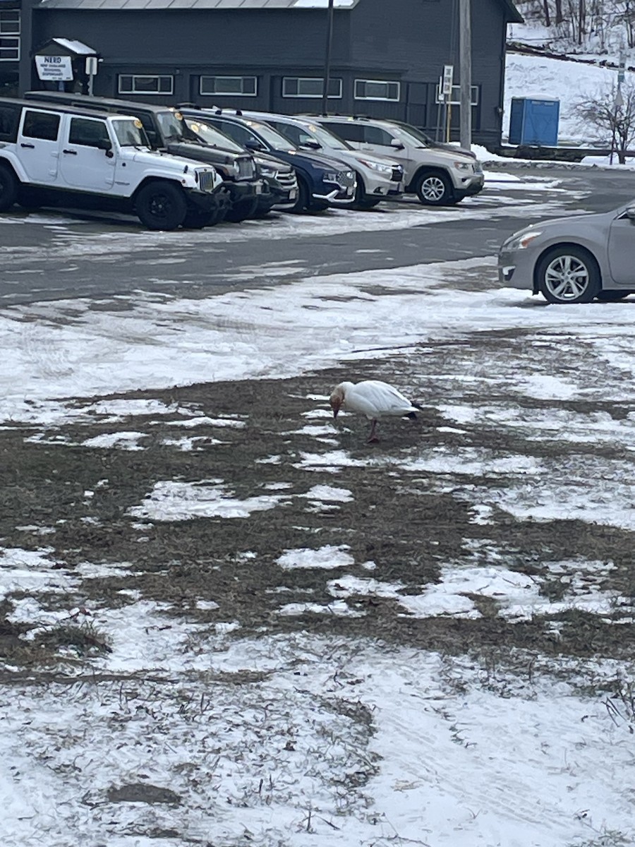 Snow Goose - ML646656285