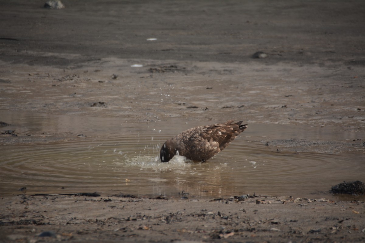 skua sp. - ML646656286