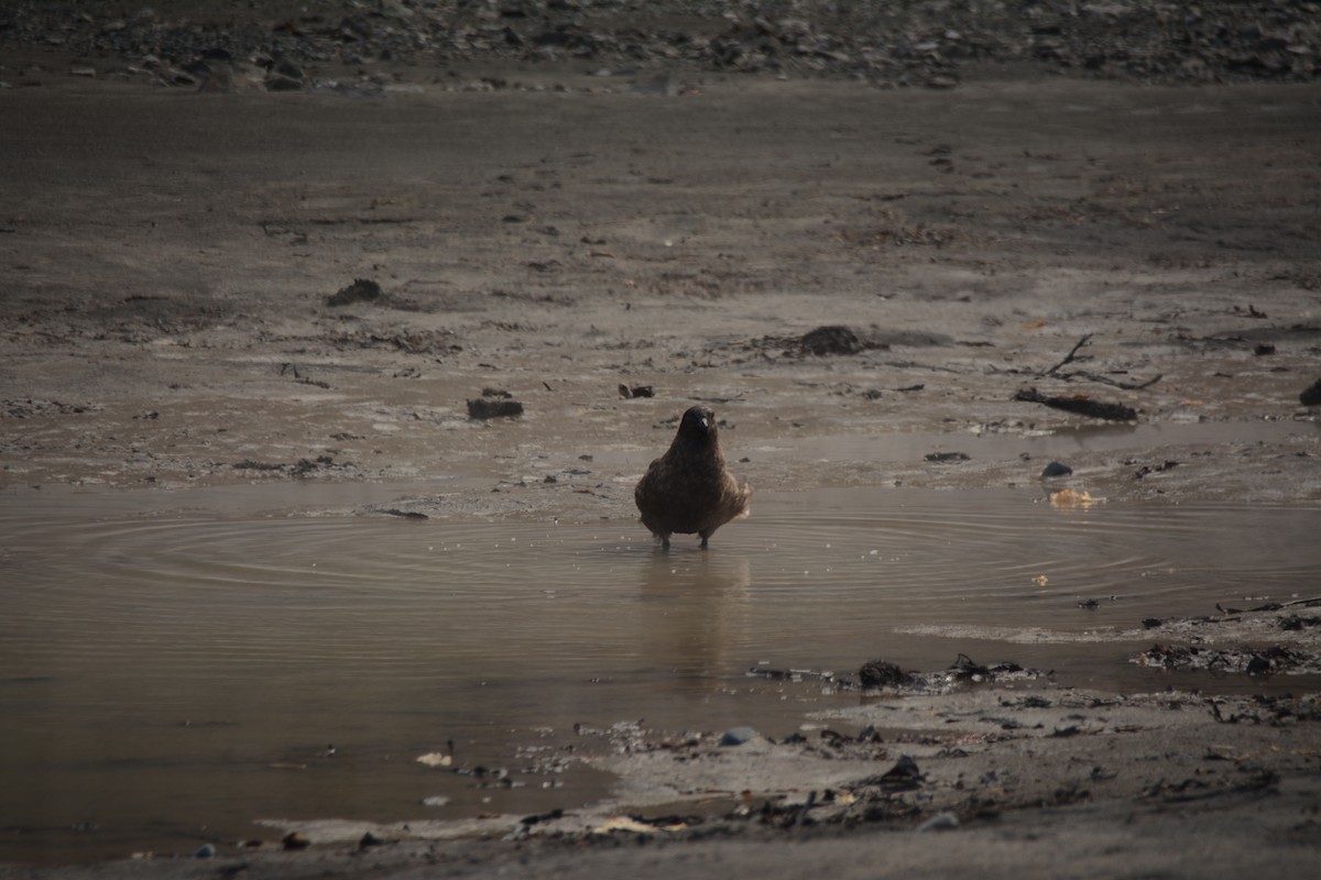 skua sp. - ML646656287