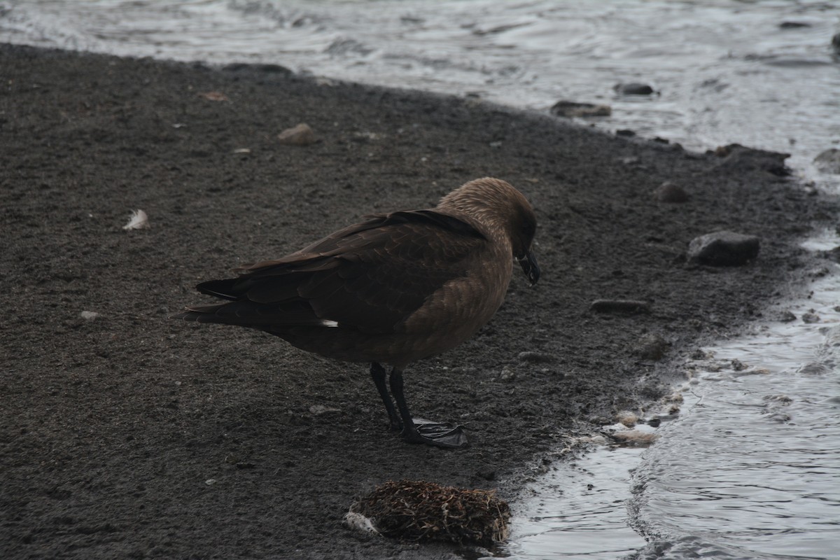 skua sp. - ML646656288