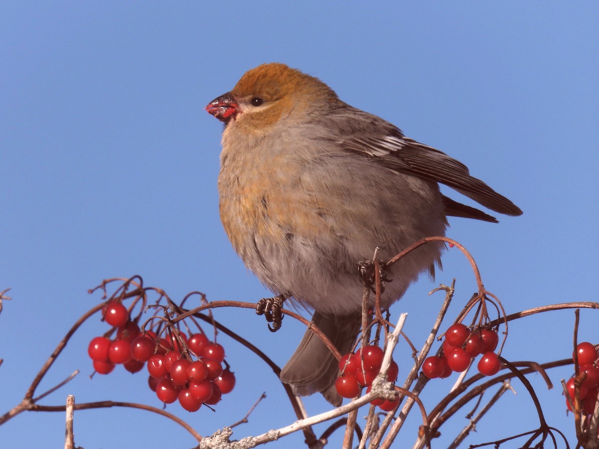 Hakengimpel - ML646656289