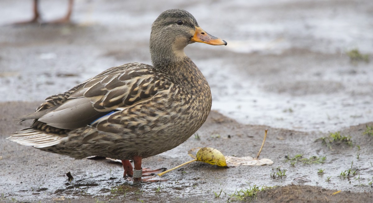 Mallard - ML646656291