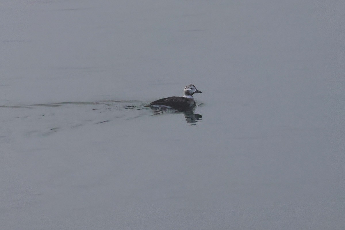 Harelde kakawi - ML646656293