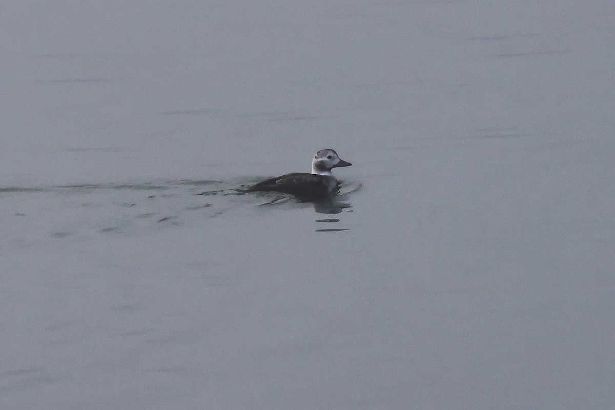 Harelde kakawi - ML646656294