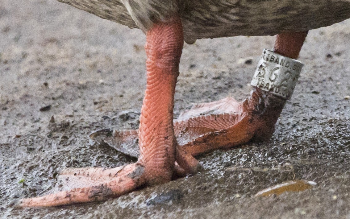 Mallard - ML646656298