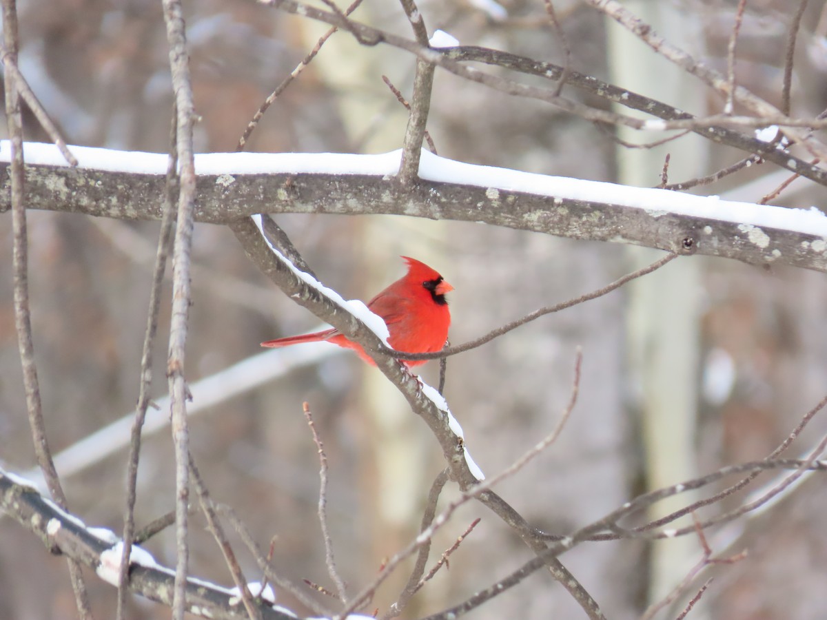 Northern Cardinal - ML646656300