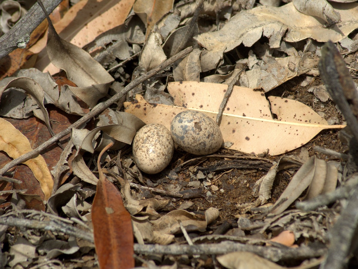 Scissor-tailed Nightjar - ML646656301