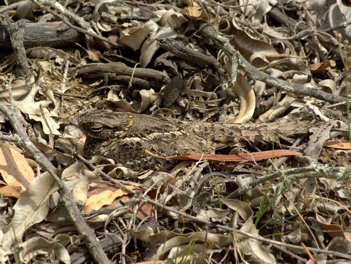 Scissor-tailed Nightjar - ML646656302
