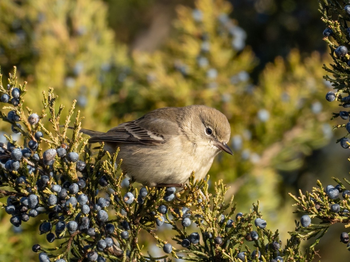 Paruline des pins - ML646656305