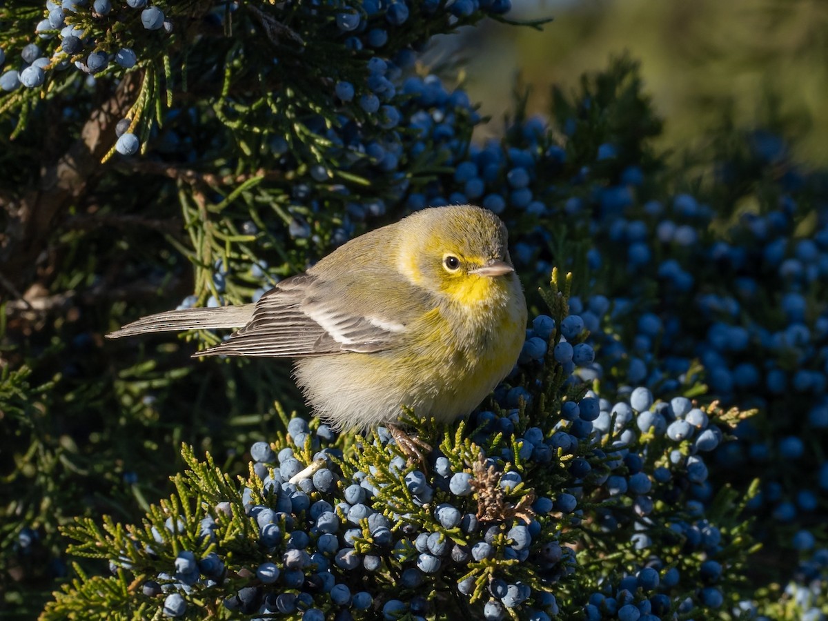 Paruline des pins - ML646656306