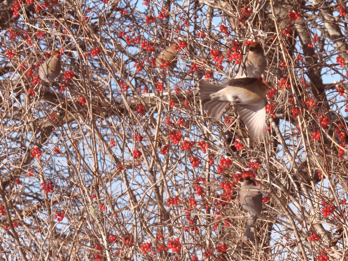 Hakengimpel - ML646656307