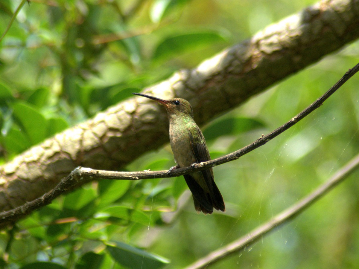 Gilded Hummingbird - ML646656309