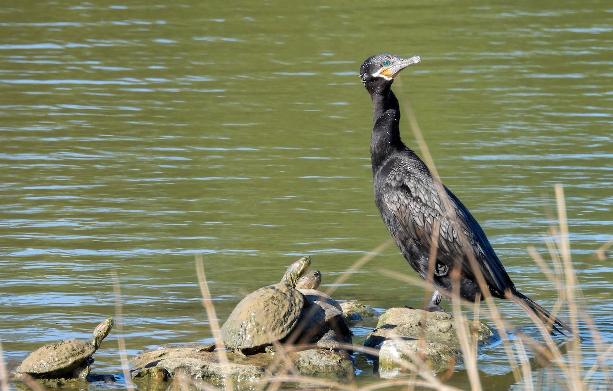 Neotropic Cormorant - ML646656313