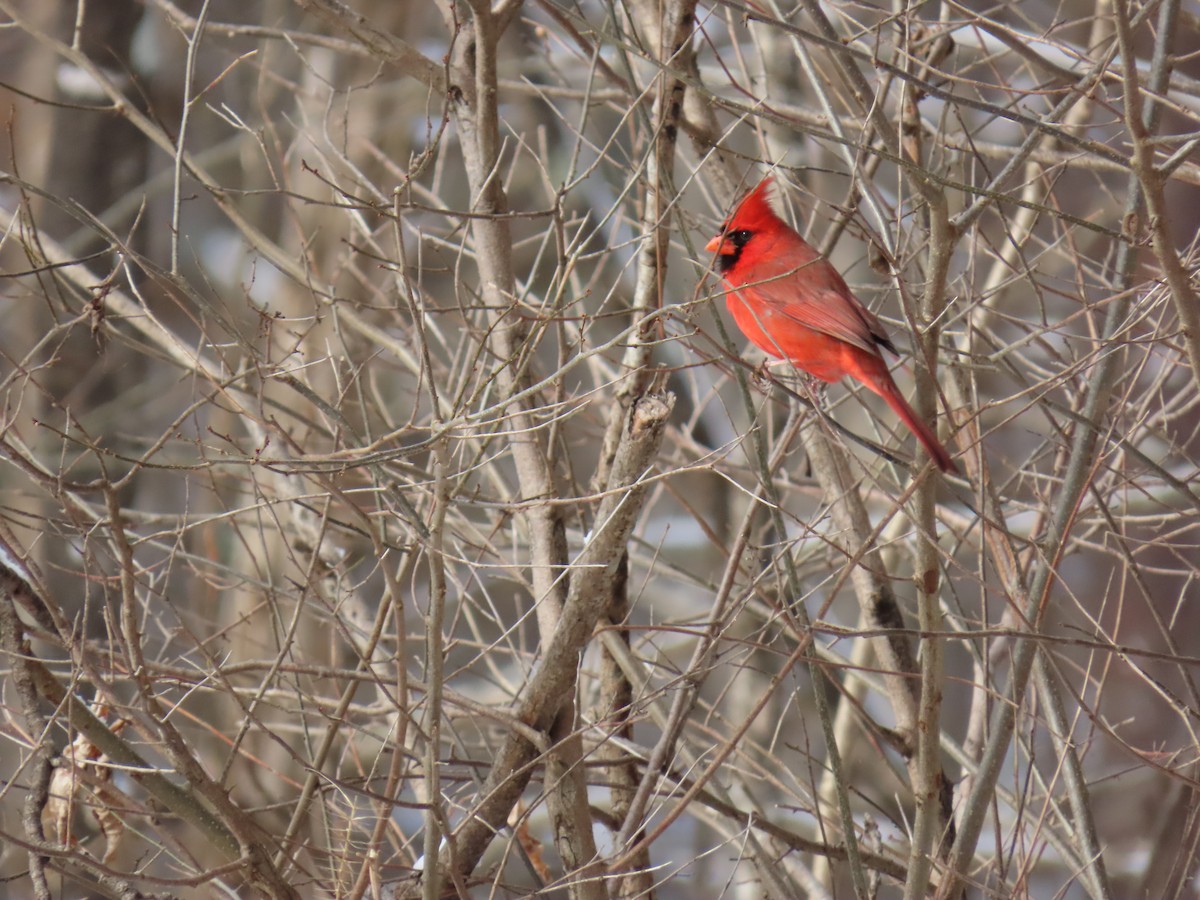 Northern Cardinal - ML646656314